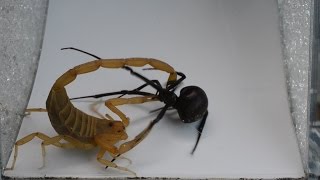 Scorpion Captures Black Widow (Warning: May be disturbing to some viewers)