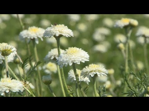 Vidéo: Champ de fleurs de camomille : description et propriétés utiles