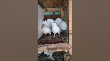 Lakkha kabutar ke bacche 😱🔥|#shorts #birds #shortfeed #kabutarbazi #kabutar #pigeon