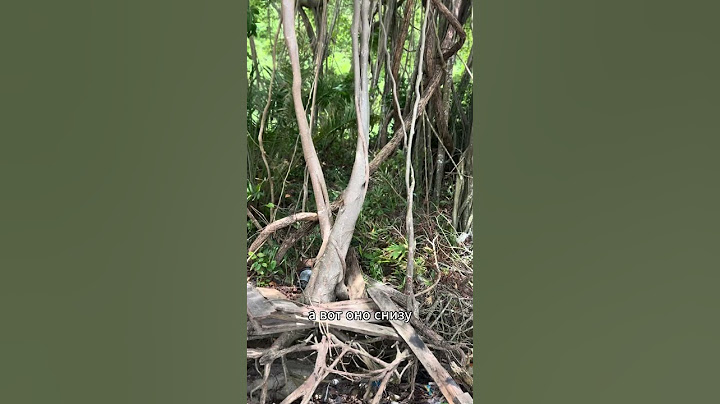 Необычное дерево 🌴🙀