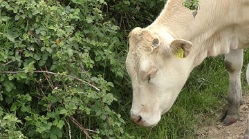 Wandeling door het Geuldal bij Epen