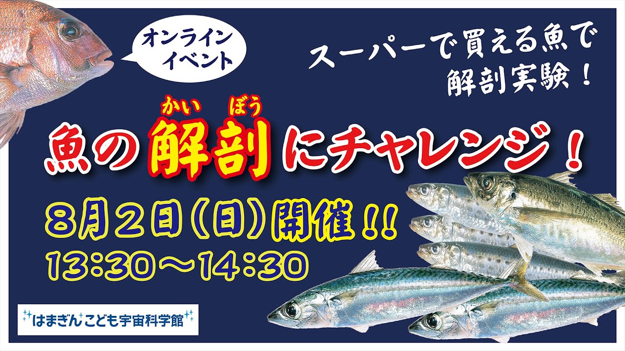 【YouTube生配信教室】魚の解剖にチャレンジ！（2020年8月2日実施）