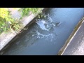 用水路で釣れまくり ⑤ こんな魚が簡単に釣れる用水路