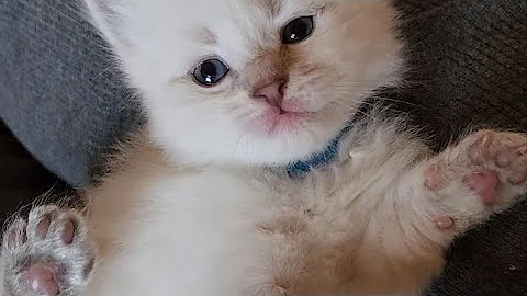 Watch the video about Cuddles, the Sweet Siberian Kitten! 😋 💕 💓 #kitten #cute #cuddly #toocute
