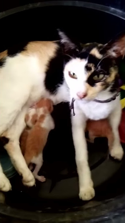 Kucing ku