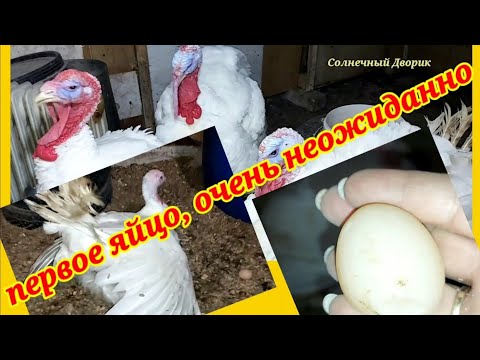‼️Я удивлена‼️ Бройлерная индюшка Биг 6 в 5 месяцев снесла яйцо. Как выглядят индюки в 5 месяцев