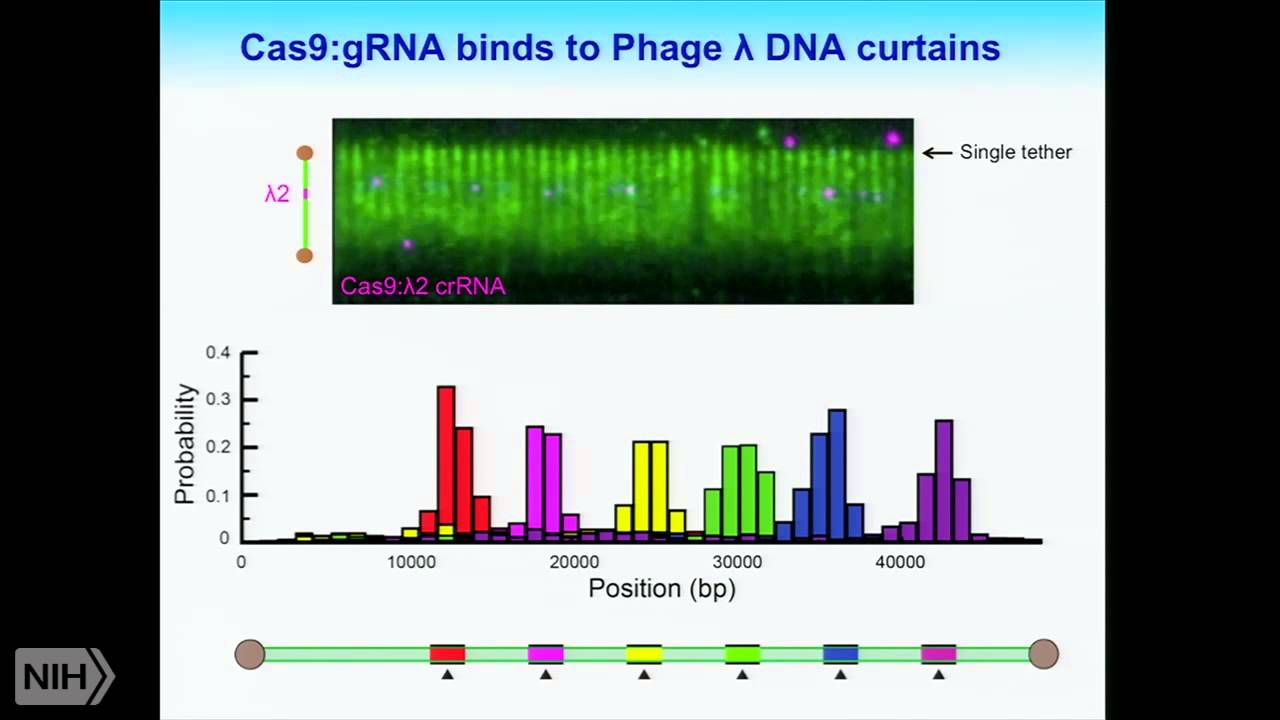 CRISPR-Cas genome surveillance: From basic biology to transformative technology