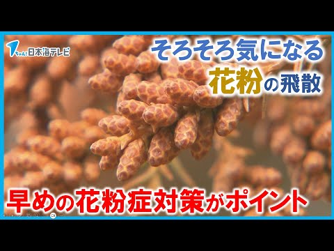 【花粉の飛散】2月中旬からスギ花粉も予想される中、早めの花粉症対策がポイント！