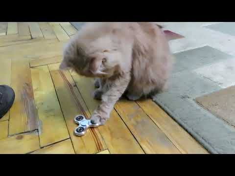 Video: Ի՞նչ է կատուների խոտը: Իմացեք, թե ինչպես աճեցնել կատուների խոտը ներսում