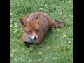 Friendly fox