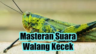 LOVEBIRD!! Masteran Suara Walang Kecek Jernih &amp; Lambat