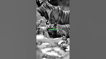 Fear Can’t Win—Motivational short #fearless #courage #success #shorts #inspiration #discipline