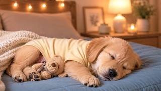 12 Hours Dog Sleep Music 🎼 Dog Music – Dog Relaxing Background Audio For Emotional Stability