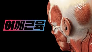 [해부학 - 근육학] 어깨근육(shoulder muscles) - 전체보기(overview)