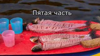 видео: Дикие таймени Стан. хребта(5 часть)/Уши и слезы полковника/Зимний таймень/Развод Главрыбы/Конкурсы/ картинка: Дикие таймени Стан. хребта(5 часть)/Уши и слезы полковника/Зимний таймень/Развод Главрыбы/Конкурсы/