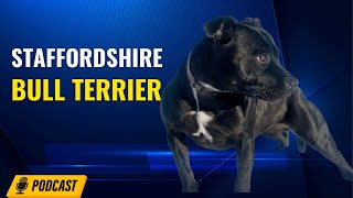 Episode 44: Staffordshire Bull Terrier  Brian Gilbert of Knightwood Oak SBT’s (Part 1)