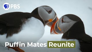 Puffins Reunite with Their Lifelong Mates