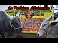 Los Toros Bárbaros ! Rancho La Misión de Hugo Figueroa en La Purísima Michoacan 2019