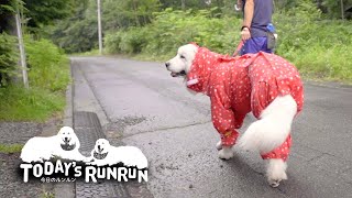 雨のお散歩はあまり気が乗らないルンルンとアラン　Great Pyrenees　グレートピレニーズ