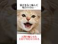 猫のあまり知らない秘密が面白い【猫の雑学】#shorts #ねこのきもち #雑学