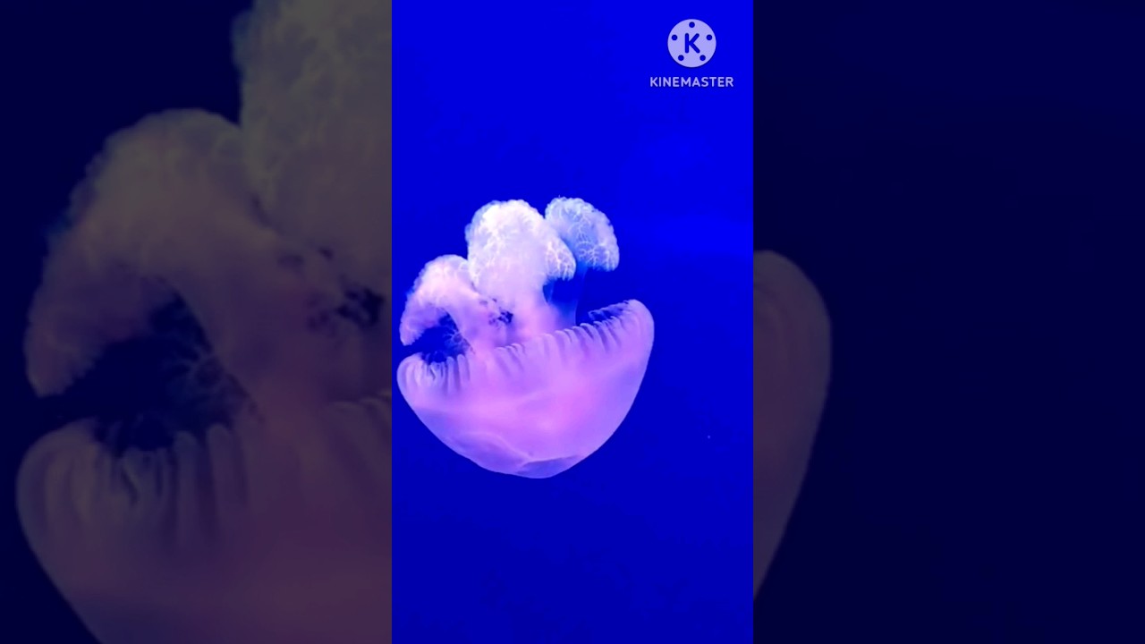 first ice age on earth 