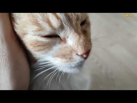 Video: Apleistam Kačiukui Iš Kaklo Chirurgiškai Pašalinta Griežta Apykaklė