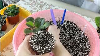 Фиалки уход - пересадка.