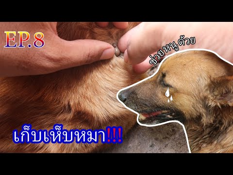 DogEveryWhere EP.8 เก็บเห็บให้หมา เห็นแล้วแทบช็อค