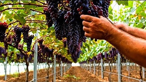 Grapes Farming Complete Guide | How to Grow Grapes for High Profit | Modern Vineyard Techniques