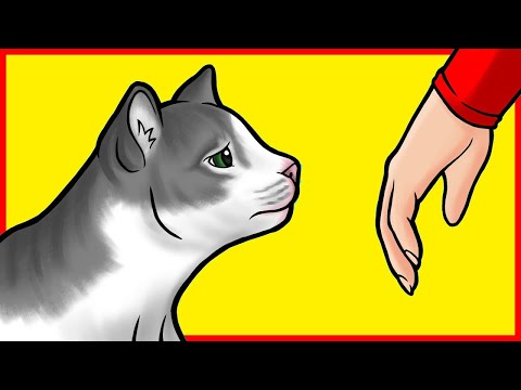 Vidéo: Garder votre félin heureux: Krabhuis: une maison pour les chats à gratter