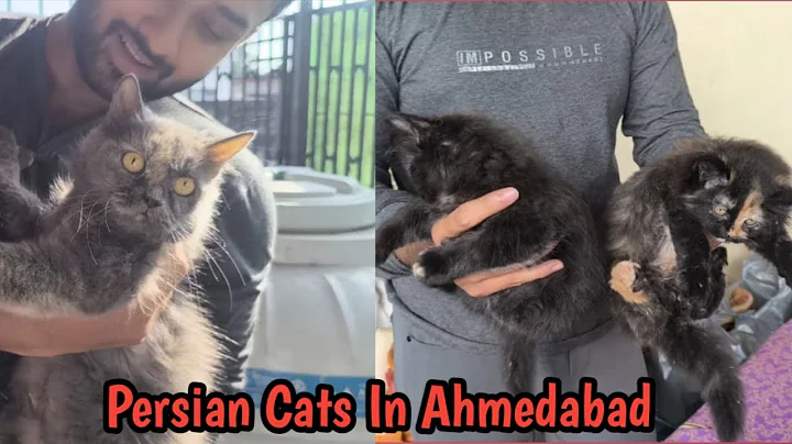 Video 11476701: persiancat persians, cat beautiful persiancat, small persian cat, persian cat family