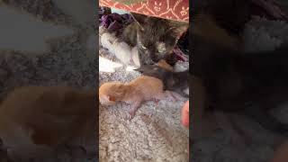 Bobtail Garfield Jr is beginning to open his eyes #catsofyoutube #kittensofyoutube #bobtailcat