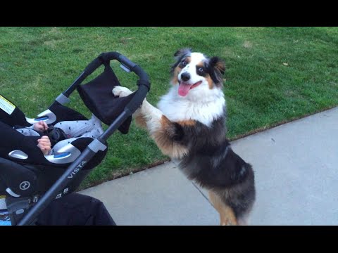 stroller for baby and dog