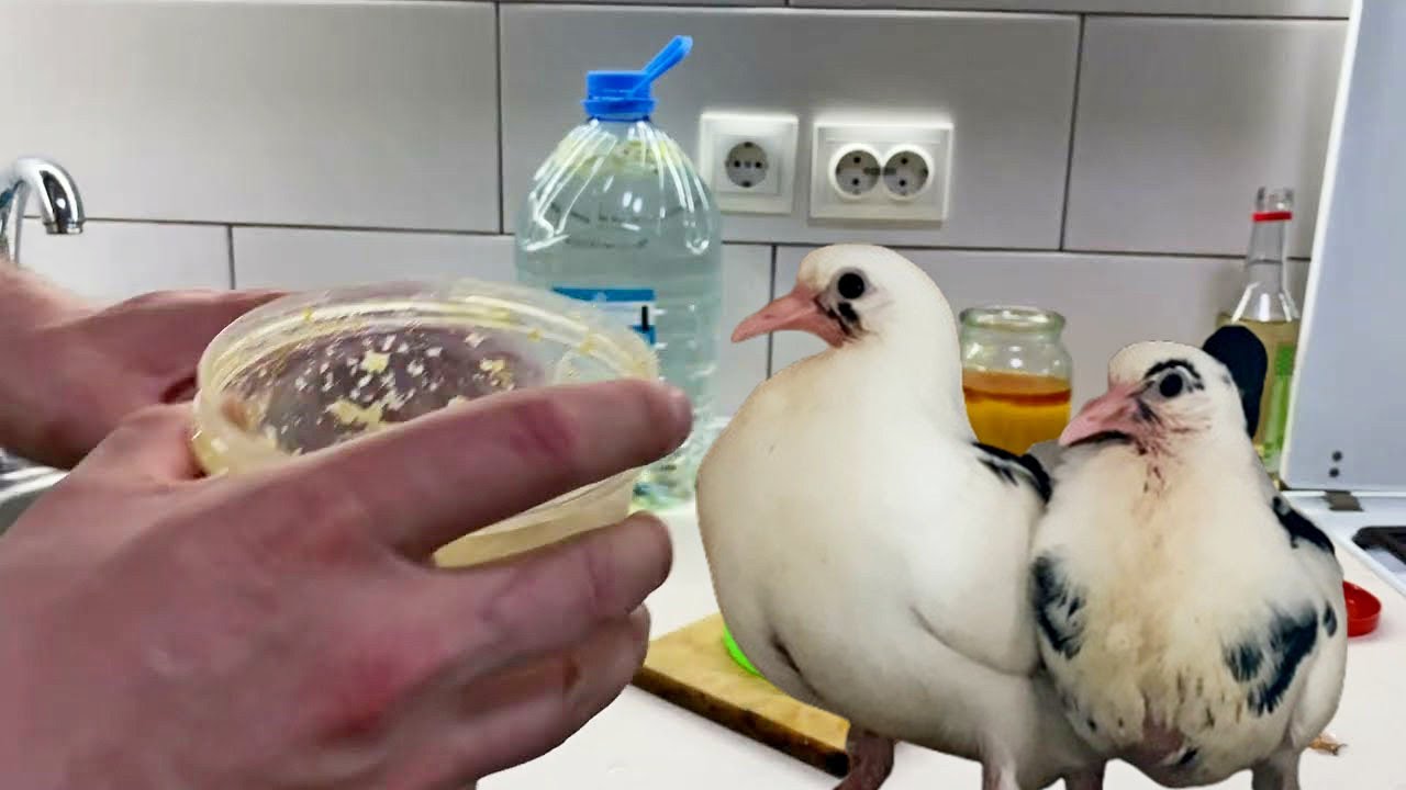 Какую Воду давать Голубям? Я даю такую! Очень Полезно и Эффективно