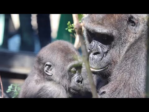 可愛い ピンク の 毛並み の 親子 ゴリラ 昭和レトロ Ippin ぬいぐるみ Firstclassaruba Com