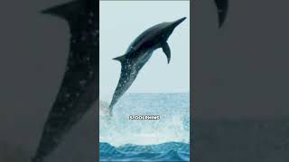 TOP 10 - The Highest Jumping Animals in The World! (You won’t believe the last one!)