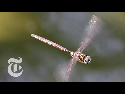 Dragonflies: Dainty but Deadly | The New York Times