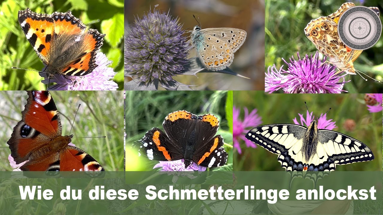Wie dein Garten ein SCHMETTERLINGSGARTEN wird, mit diesen Pflanzen lockst du Schmetterlinge an!!!