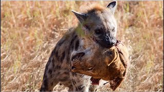 hyena eat lion