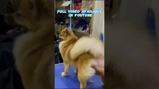 Pomeranian grooming #dog #petgrooming #pet #doggrooming #doglover #puppy #nepal #nepaldoggrooming