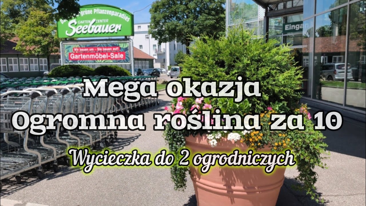 Ogromna roślina za 10😱musiałam ją kupić😁piękne domowe w ogrodniczych, przeceny okazje