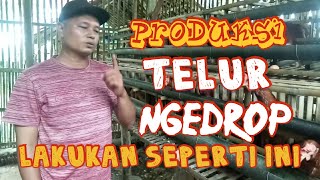 penyebab produksi telur ayam menurun