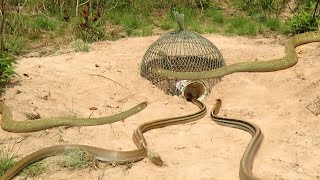 The first creative diy snake trap technology make from plastic with net and pen bird