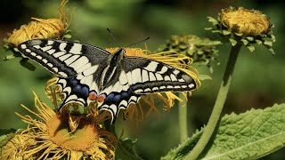 প্রাজাপতির সৌন্দর্য |The Beauty of the Butterfly |