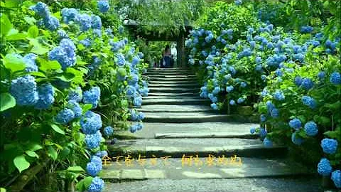 紫陽花のうた 浜田省吾 Mp3 紫陽花のうた 浜田省吾 Mp3