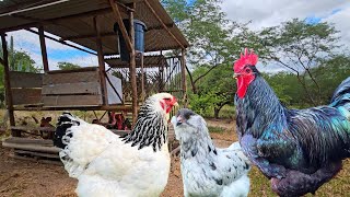 🐓 Cruzamentos sem sentido + Construção de poleiro