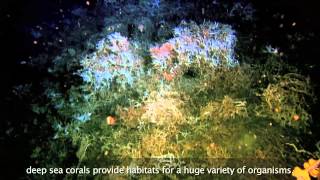 Coral Forests of the Deep