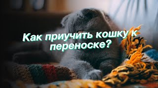 Как приучить кошку к переноске?