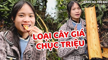 Thu Hoạch Loại Cây Trị Giá Hàng Chục Triệu Của Núi Từng Tây Bắc | Nắng Hạ Yên Bái