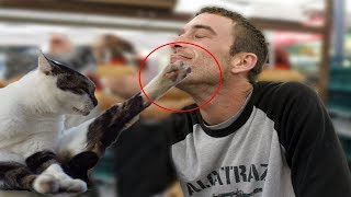 Try Not To Laugh or Grin - Funny Cats Hate Bad Singing Compilation